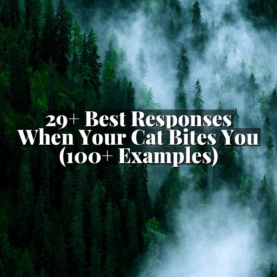29+ Best Responses When Your Cat Bites You (100+ Examples)